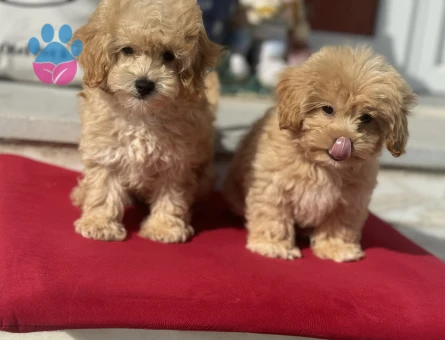 Petmode köpek çiftliğinden kore maltipoo yavrularımız