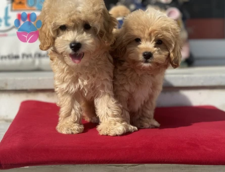 Petmode köpek çiftliğinden kore maltipoo yavrularımız
