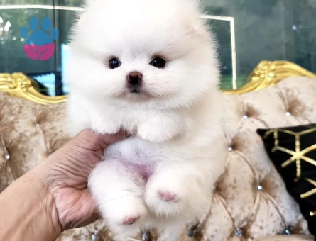 Pomeranian Boo Safkan Teddy Bear Yavarularimiz