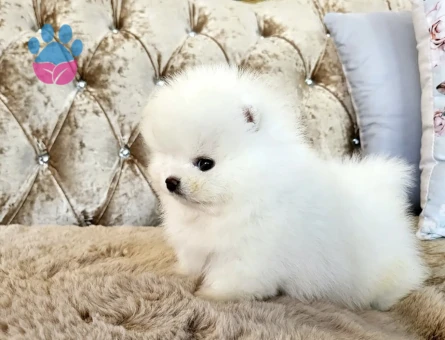 Pomeranian Boo Safkan Teddy Bear Yavarularimiz