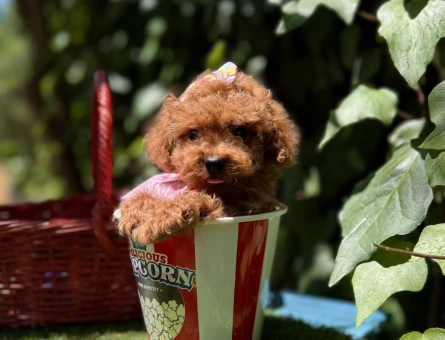 Toy Poodle Kore Red Brown Yavrularımız - 4882