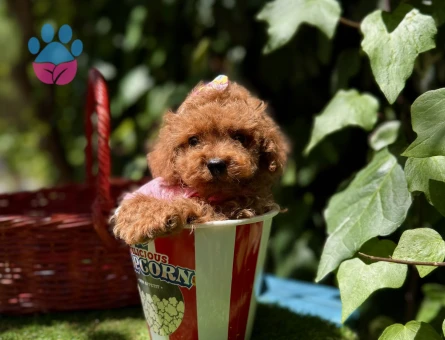 Toy Poodle Kore Red Brown Yavrularımız