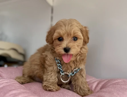 Maltipoo Ekstra Mini Eşsiz Bebekler - 4883