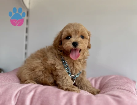 Maltipoo Ekstra Mini Eşsiz Bebekler