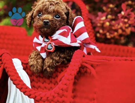 Toy Poodle En mini Oyuncak tip yavrular