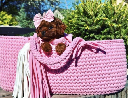 Toy Poodle En mini Oyuncak tip yavrular - 4885