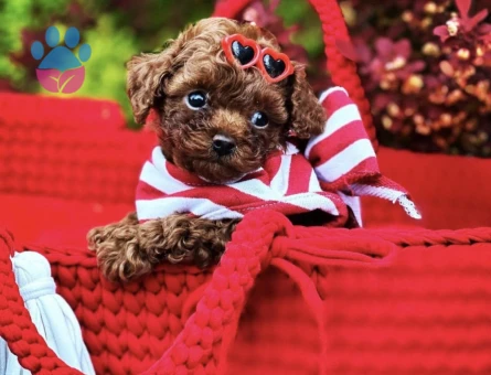 Toy Poodle En mini Oyuncak tip yavrular