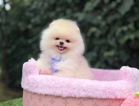 Pomeranian Boo Teddy Bear Ultra Mini Yavrularımız - 4886