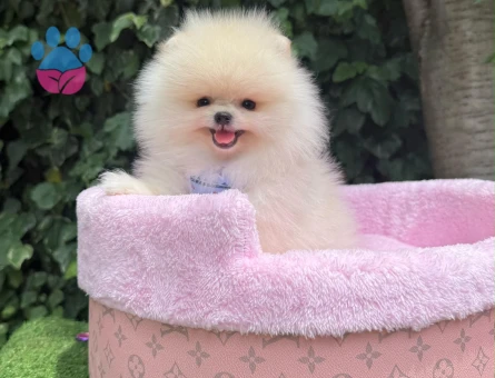 Pomeranian Boo Teddy Bear Ultra Mini Yavrularımız