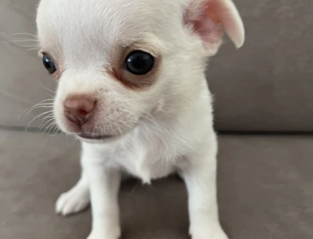 Saf kan Chihuahua yavruları - 4889