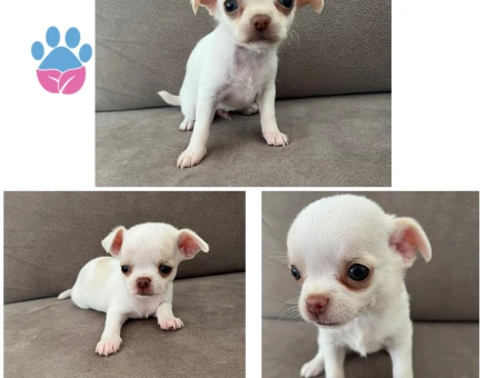 Saf kan Chihuahua yavruları
