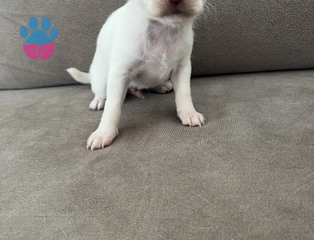 Saf kan Chihuahua yavruları