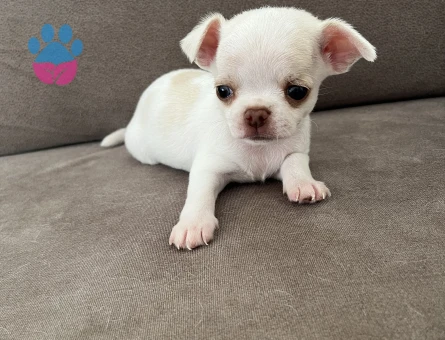 Saf kan Chihuahua yavruları