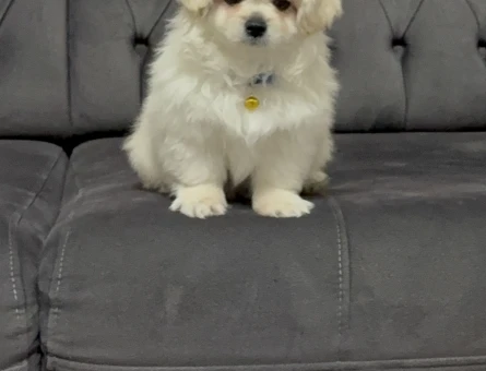 Maltese kore - 4890