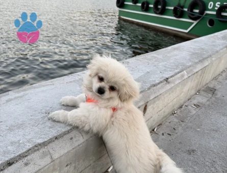 Maltese kore