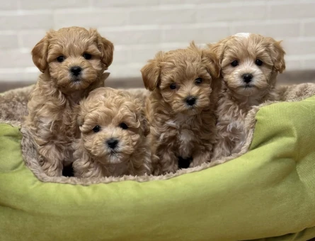Mini Boy Maltipoo Yavrular - 4891