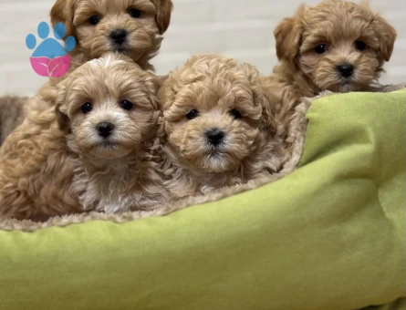 Mini Boy Maltipoo Yavrular