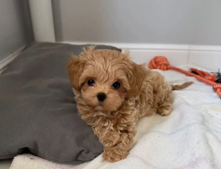 Irk ve Sağlık Garantili Maltipoo - 4892