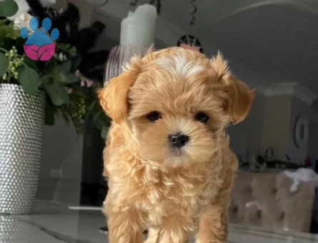 Irk ve Sağlık Garantili Maltipoo