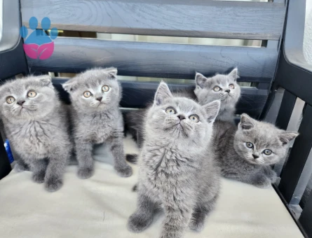 MİNİK PATİLER British Shorthair 2 Aylık