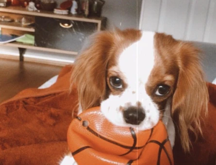 Cavalier sahiplendirme