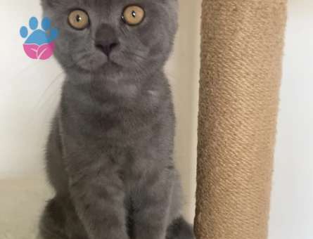 Scottish Straight 5 Aylık 2 Erkek Yavru ücretsiz