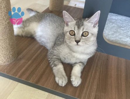 Scottish Straight 5 Aylık 2 Erkek Yavru ücretsiz