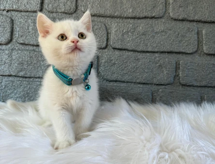 British Shorthair Erkek Beyaz 2 Aylık