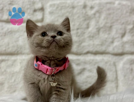 2 Aylık British Shorthair Lilac Sevimli Yavrumuz