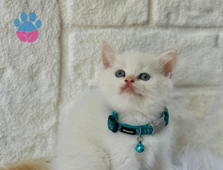 British Shorthair Red Point 2 Aylık Bebeğimiz