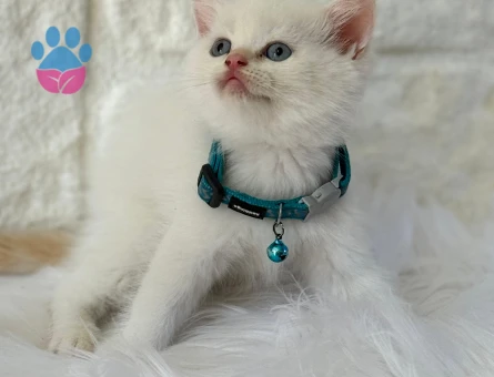 British Shorthair Red Point 2 Aylık Bebeğimiz