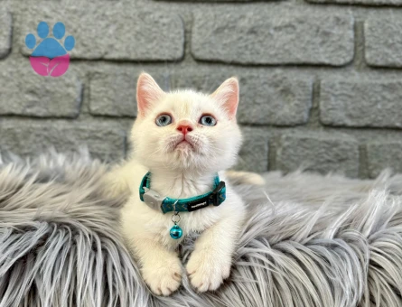 British Shorthair Kar Beyazı 2 Aylık Yavrumuz