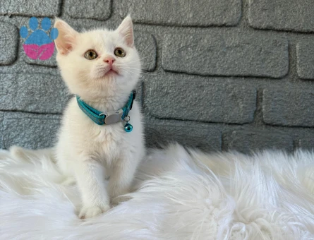 British Shorthair Bembeyaz Erkek Yavrumuz
