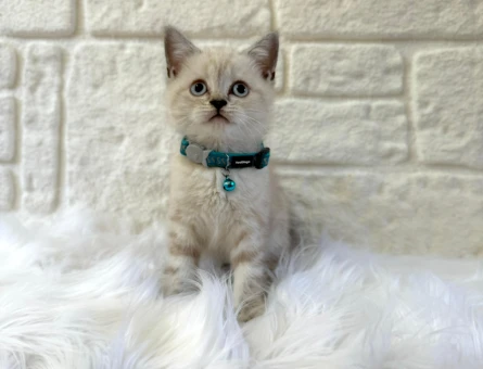 British Shorthair Lynx Point 2 Aylık