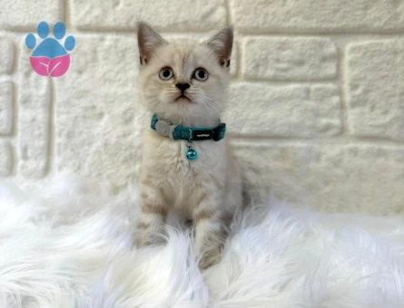 British Shorthair Lynx Point 2 Aylık