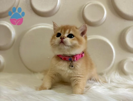 British Shorthair Golden Sarı Papatya Yuva Arıyor