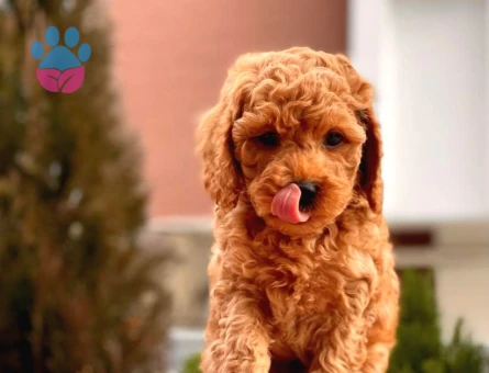Kore Poodle - 6147