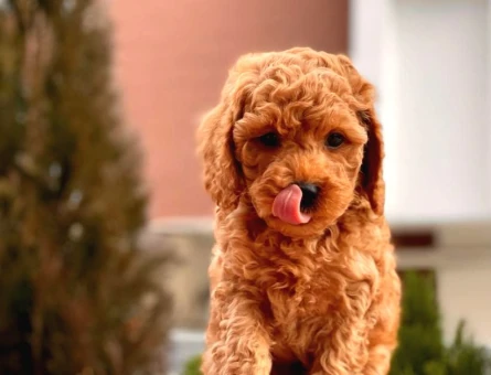 Kore Poodle - 6147
