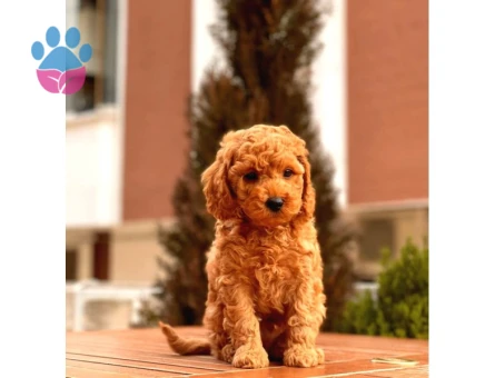 Kore Poodle