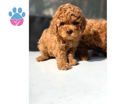 Poodle kore - 6148