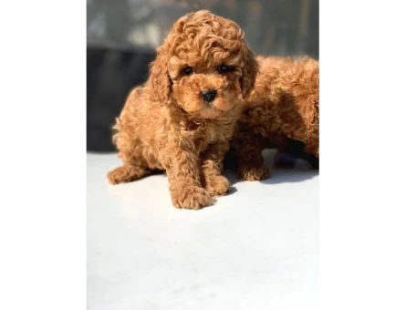 Poodle kore - 6148