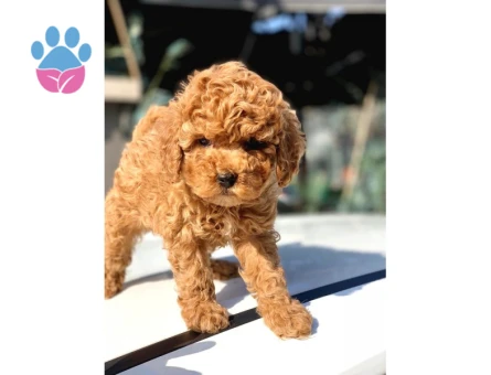 Poodle kore