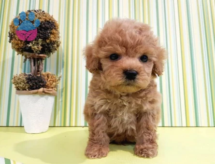 Dünya şampiyon Poodle - 6150