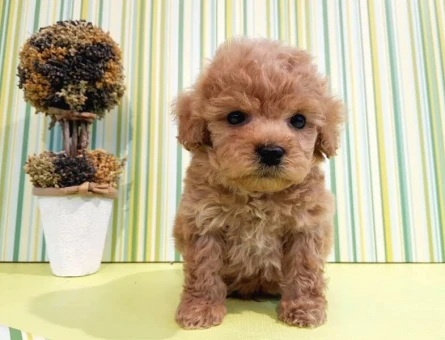 Dünya şampiyon Poodle - 6150