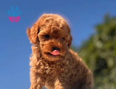 Teacup Toy Poodle Kızımız