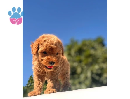 Teacup Toy Poodle Kızımız - 6151