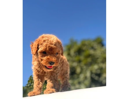 Teacup Toy Poodle Kızımız - 6151