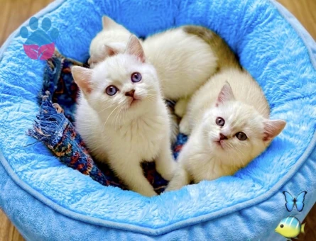 British Shorthair Bebekler 2 AYLIK