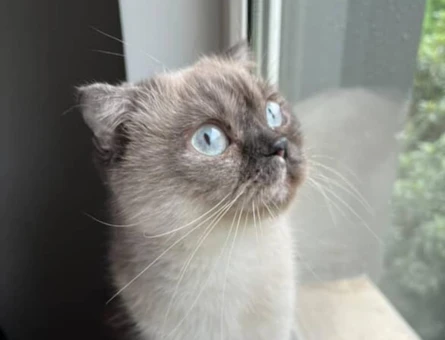 Scottish Fold 1 Yaşında Yuva Arıyoruz - 6154