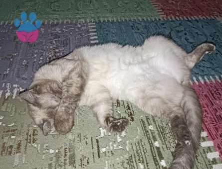 Scottish Fold 1 Yaşında Yuva Arıyoruz
